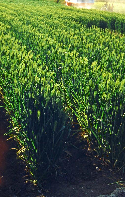 1952-3 Japan 123 Maturing Rice.jpg